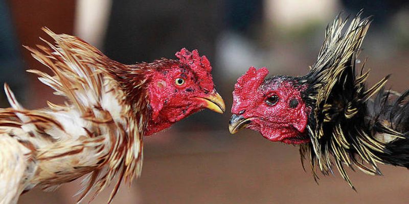 Áp dụng chiến lược lựa chọn chiến kê